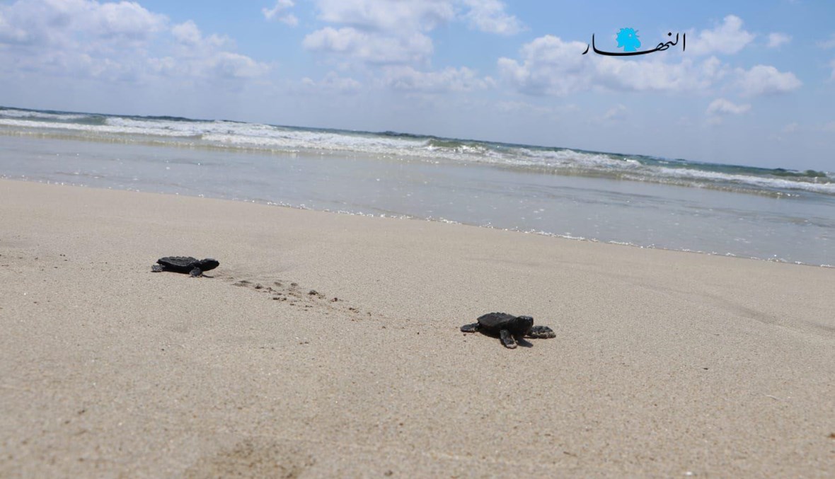 إطلاق دفعة جديدة من صغار السلاحف في بحر محمية صور الطبيعية