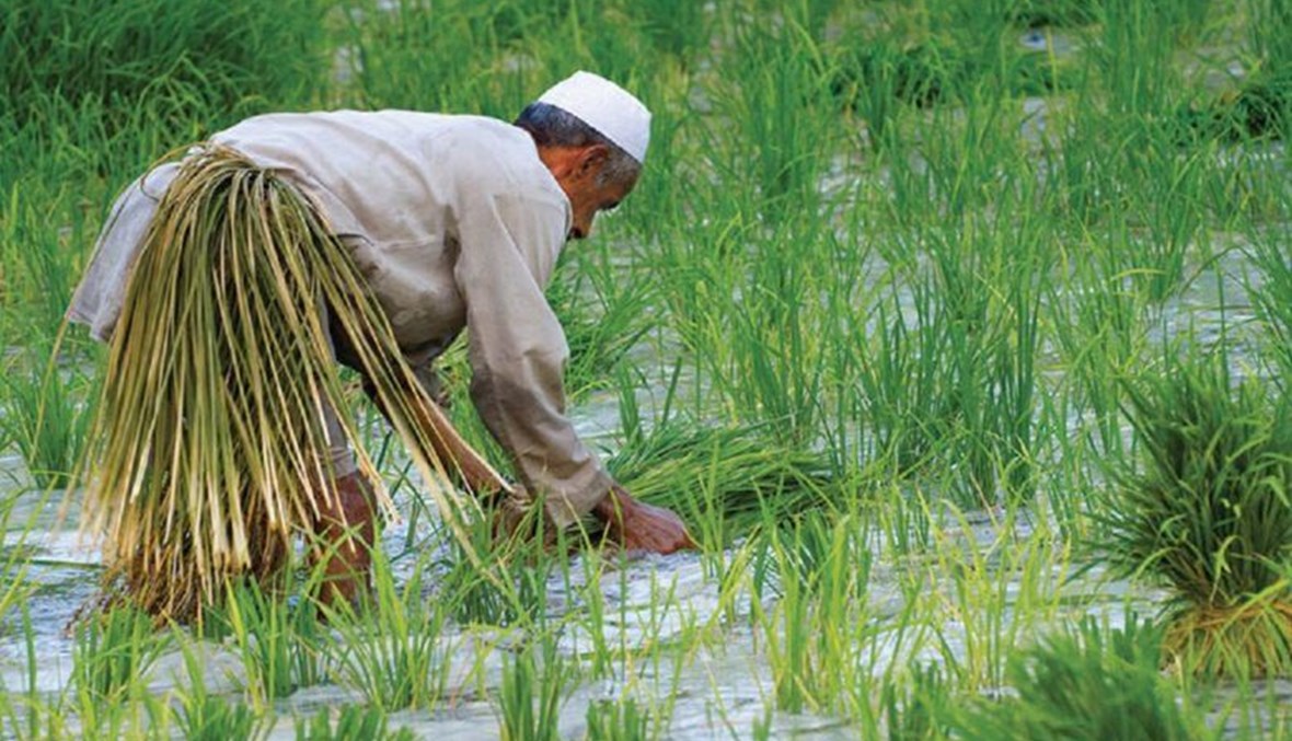 العراق يستأنف زراعة الأرز بسلالة جديدة تستهلك مياها أقل